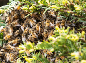 City of Los Angeles bee hive removal