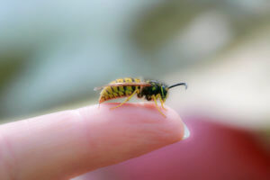 Bee Removal Riverside CA