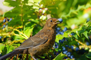 Bird Removal Riverside