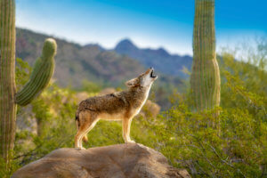 Coyotes in Riverside CA