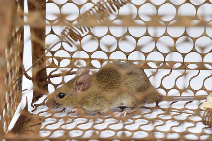 Rat Removal in Los Angeles - All City Animal Trapping