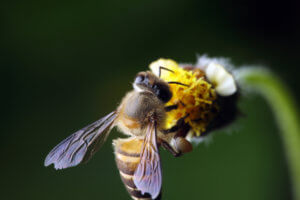 LA County Bee Removal