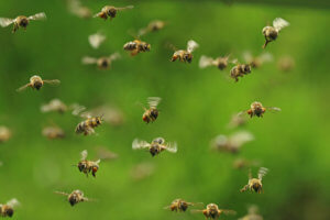 Riverside County Bee Removal