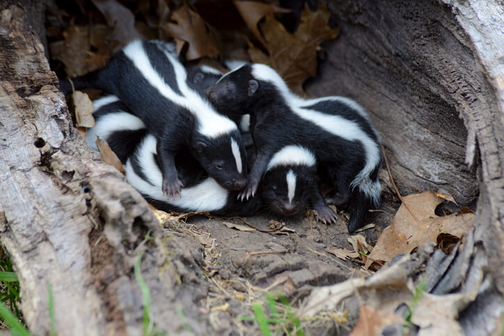 Skunk Removal Hollywood