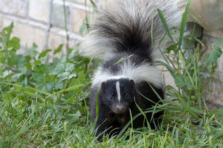 Skunk Removal Manhattan Beach