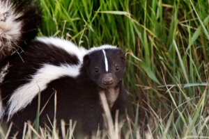 Skunk Removal Near Me