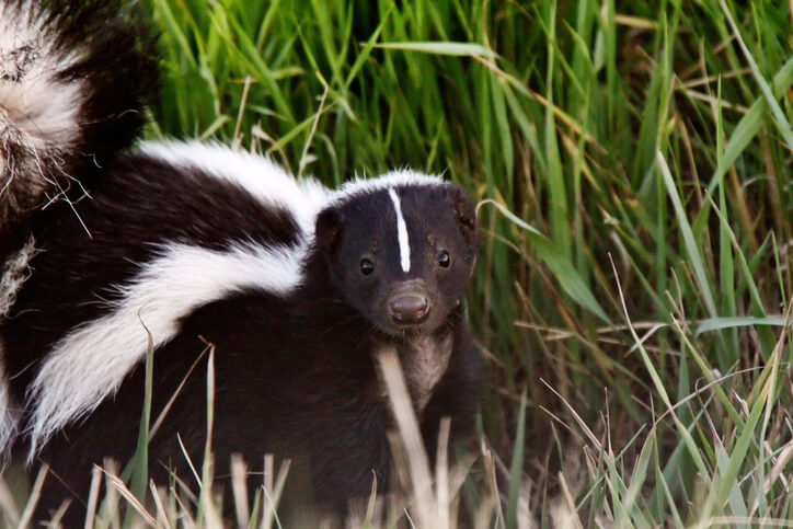 Skunk Removal Near Me - All City Animal Trapping