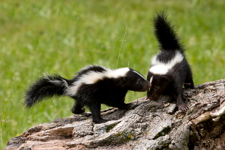 Skunk Removal Palos Verdes