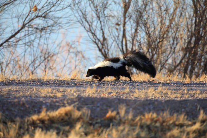 Skunk Removal Pasadena