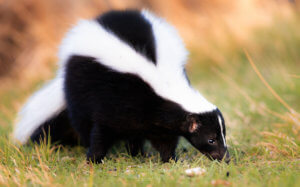Skunk Removal Studio City