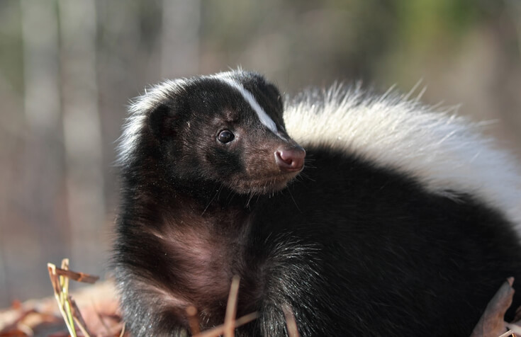 Skunk Removal Torrance | Low Cost | Immediate Service In The South Bay