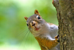 squirrel removal Los Angeles