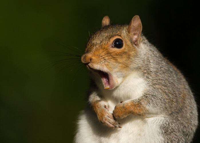 Long Beach Squirrel Removal