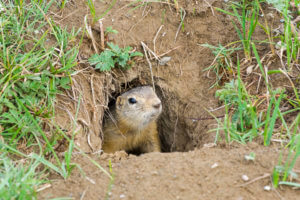 Gophers Removal Palos Verdes