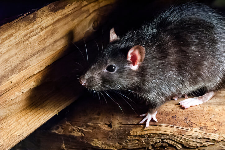 Black rat in Orange County home