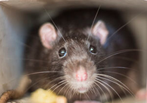 Get Rid of Mice: Residential and Commercial Services
