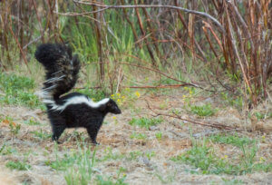 Getting Rid of Skunks in Your Home with Skunk Exterminators
