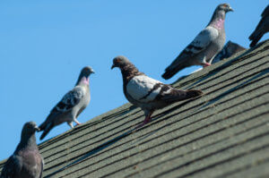 The Ultimate Guide to Pigeon Spikes Installation