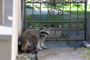 How to Capture a Raccoon in Your House