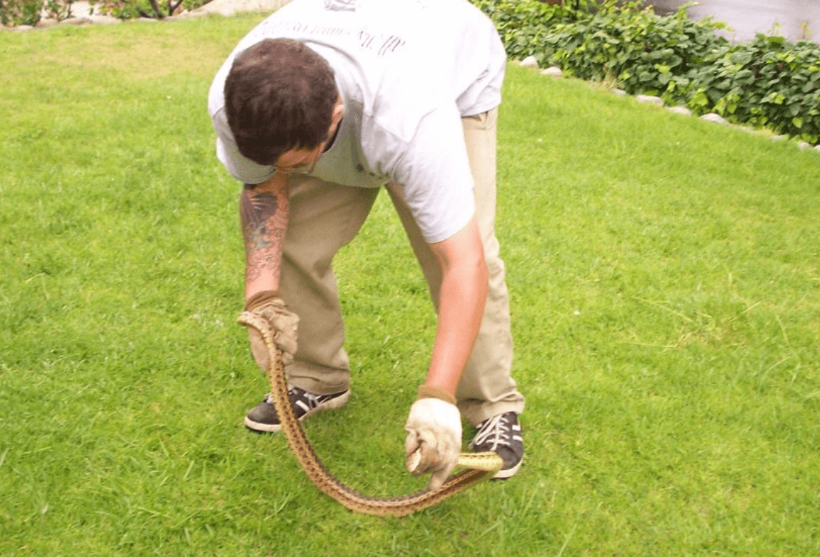 Humane Animal Removal All City Animal Trapping