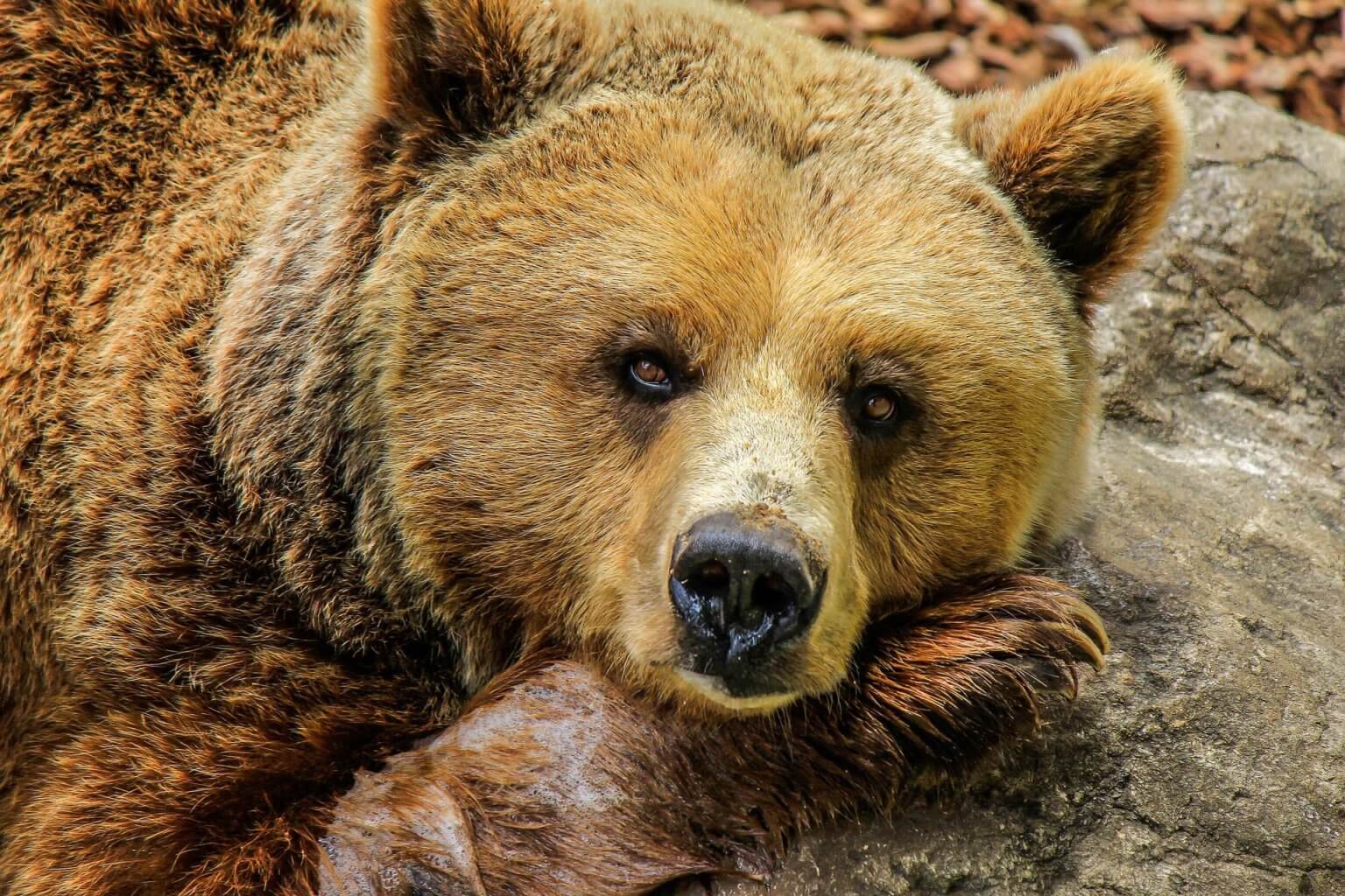 Wildlife image supporting Hermosa Beach inspection, exclusion, and property safety