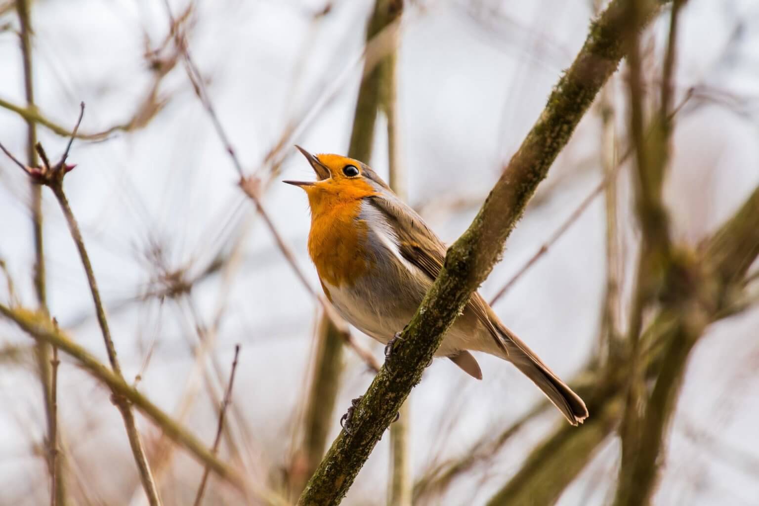 Bird image supporting wildlife inspection for nesting, vent, and roofline activity