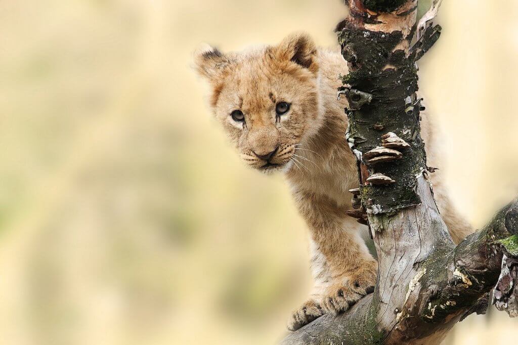 Wildlife image supporting Irvine animal control and property safety content