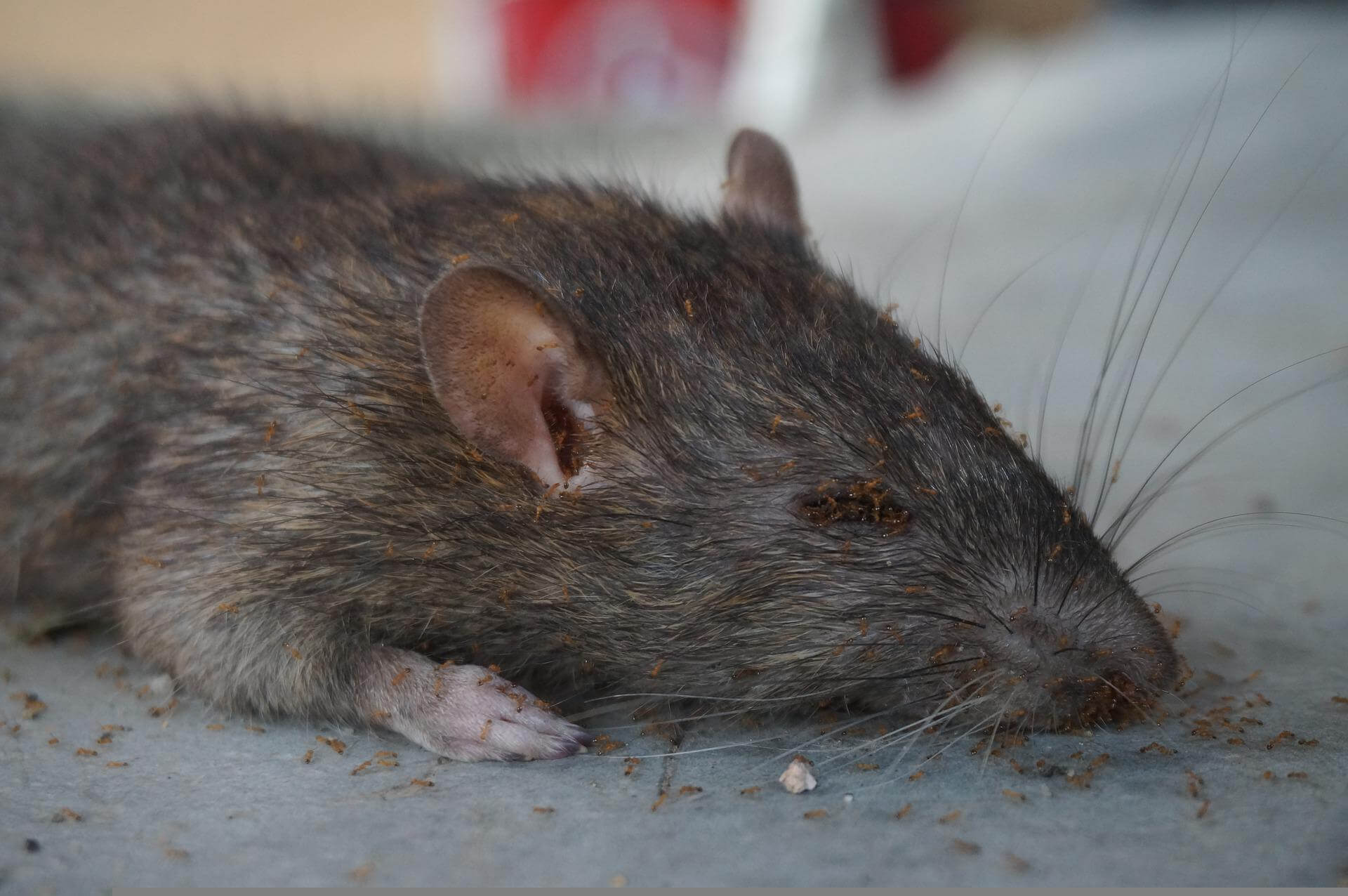 Rat Removal Los Angeles County Rat Trappers All City Animal Trapping