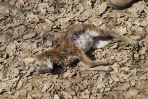 Dead Animal Removal Riverside County