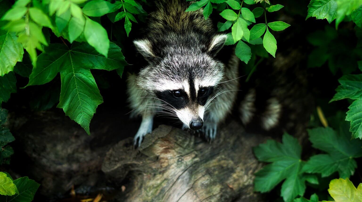 Raccoon image supporting Southern California wildlife removal and species-specific service