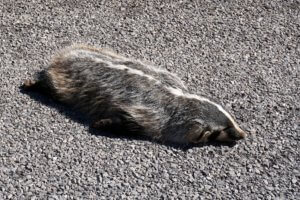 Dead Animal Removal Orange County