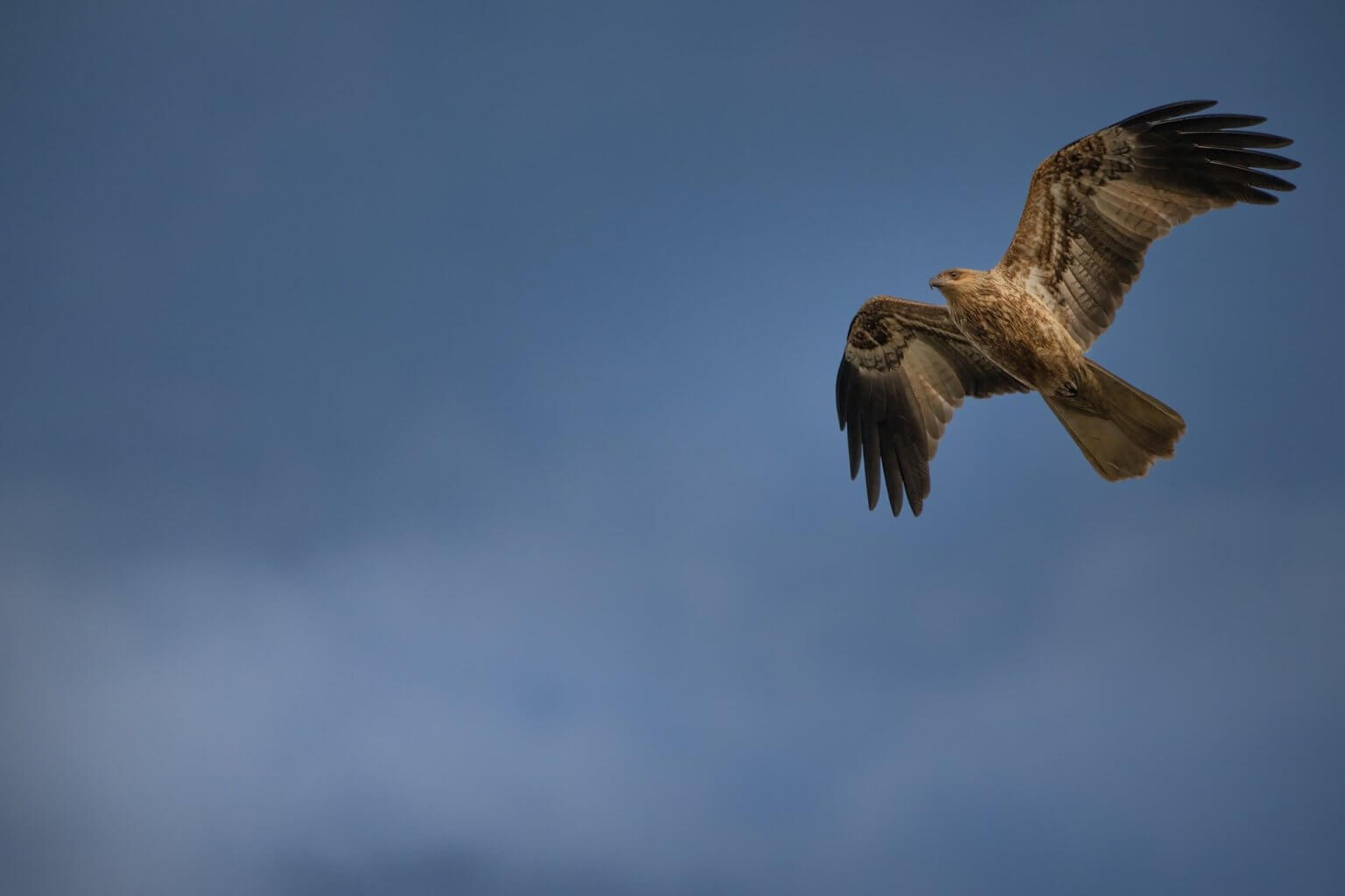 Wildlife image supporting professional inspection for a Hermosa Beach property