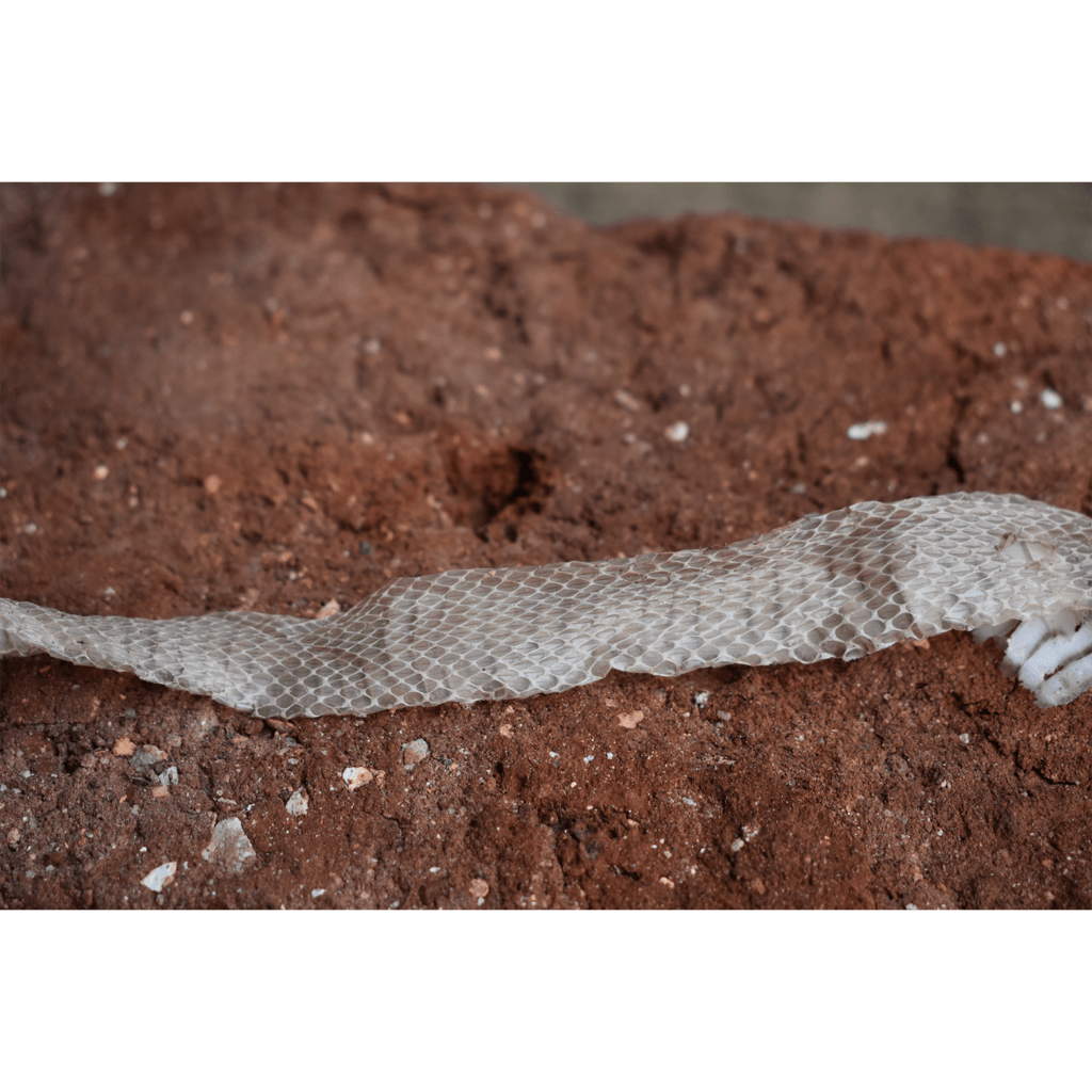 Dead Animal Removal Long Beach