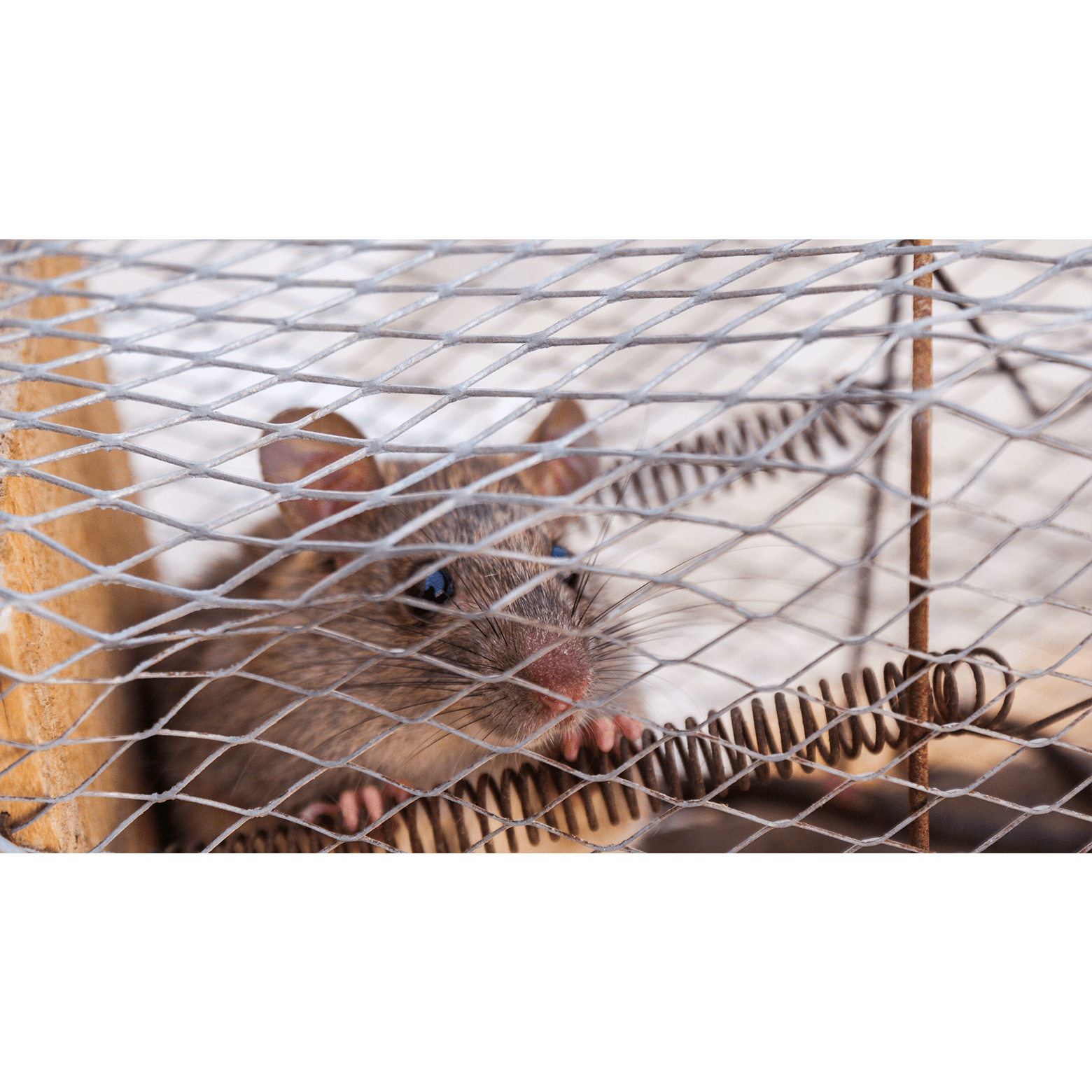 Dealing With Rats - Los Angeles - All City Animal Trapping