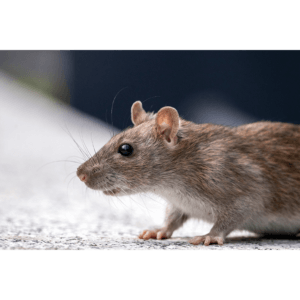 Rodent Control Services in El Monte