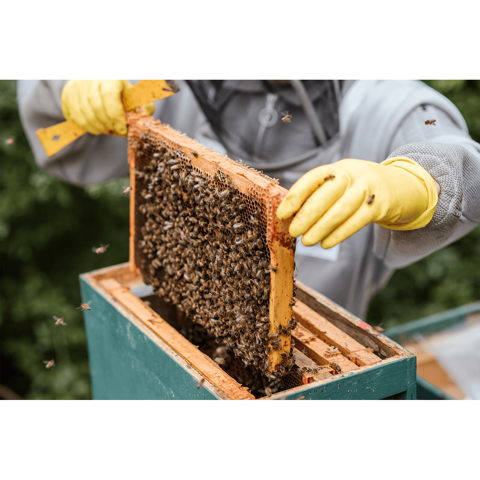 Professional Bee Removal Near Me All City Animal Trapping   Professional Bee Removal Near Me 2 