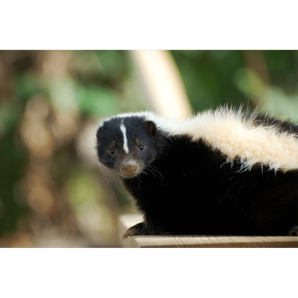 Skunk Removal Long Beach