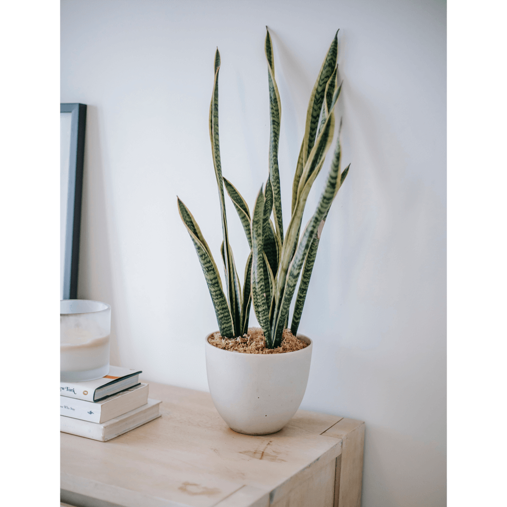 Snake removal service in Orange County home