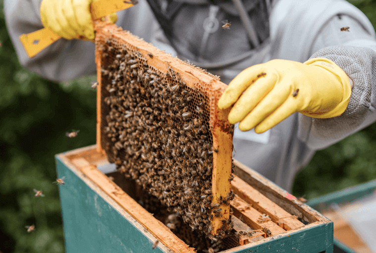 professional bee removal near me