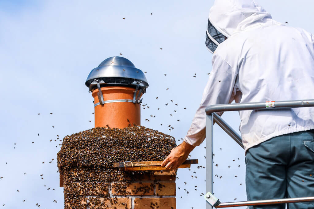 Bee Removal San Bernardino