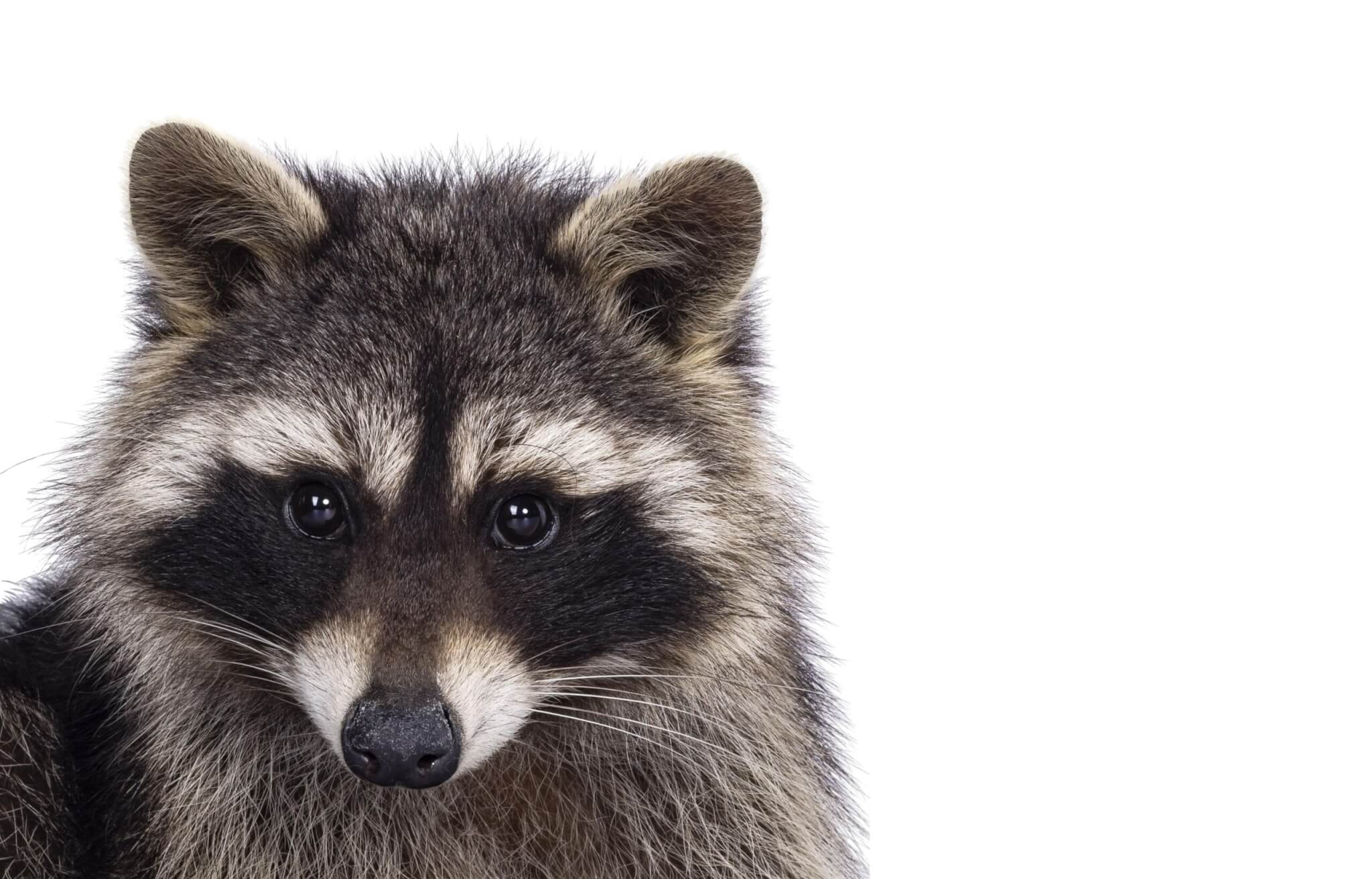 Raccoon Removal Los Angeles