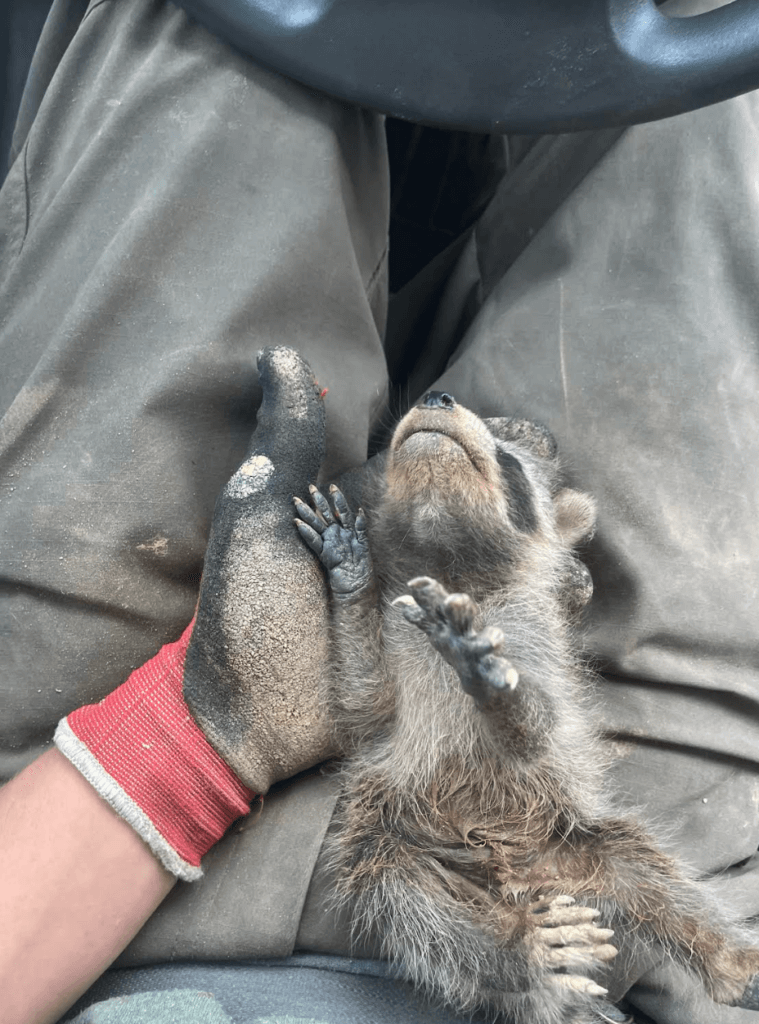 Raccoon Rapping Trapping Raccoon - All City Animal Trapping