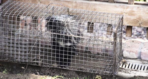 Humane Animal Trapping And Removal Company | All City Animal Trapping