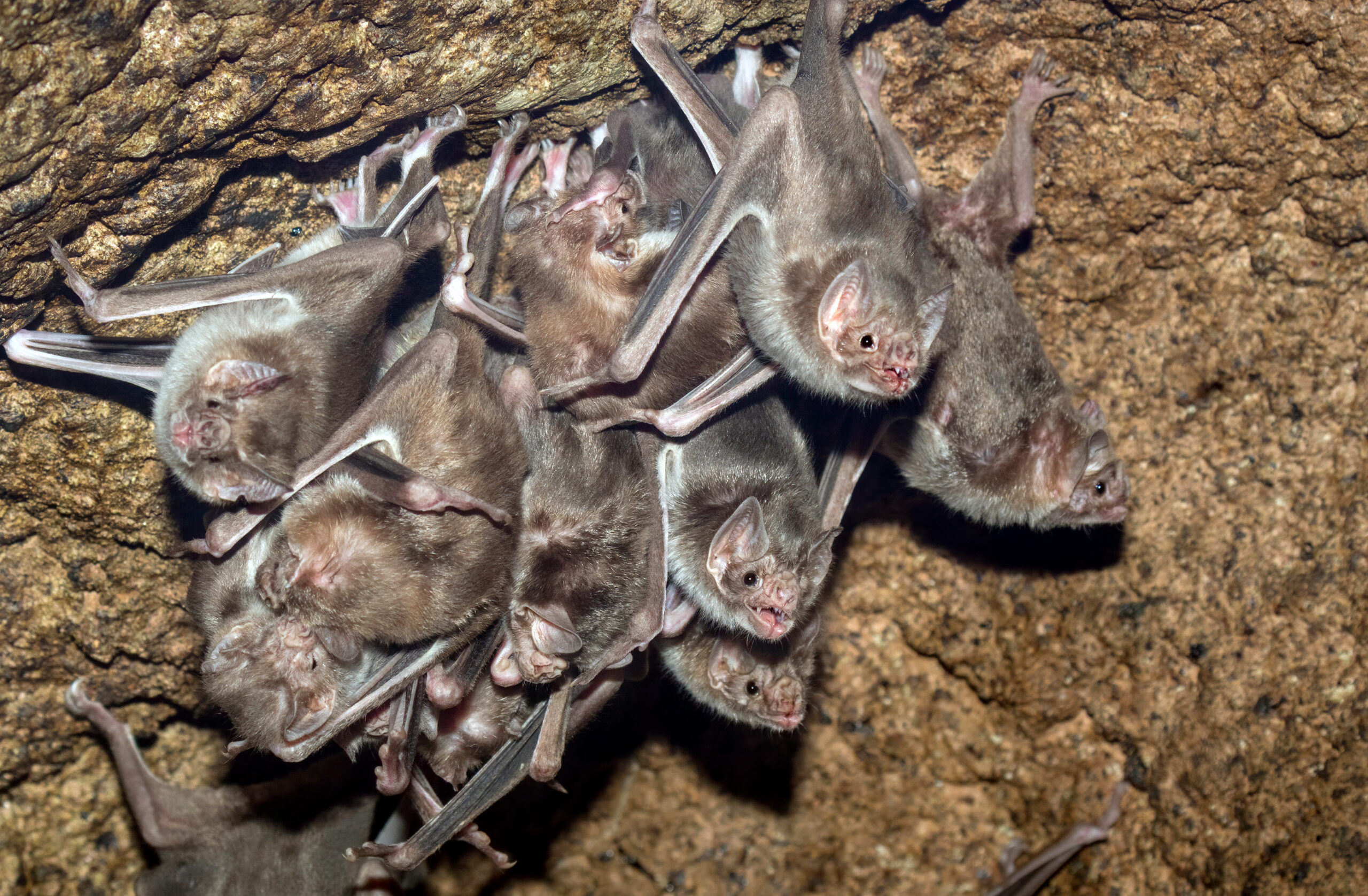 A group of bats hanging upside down in a dark attic, highlighting the need for bat removal services.