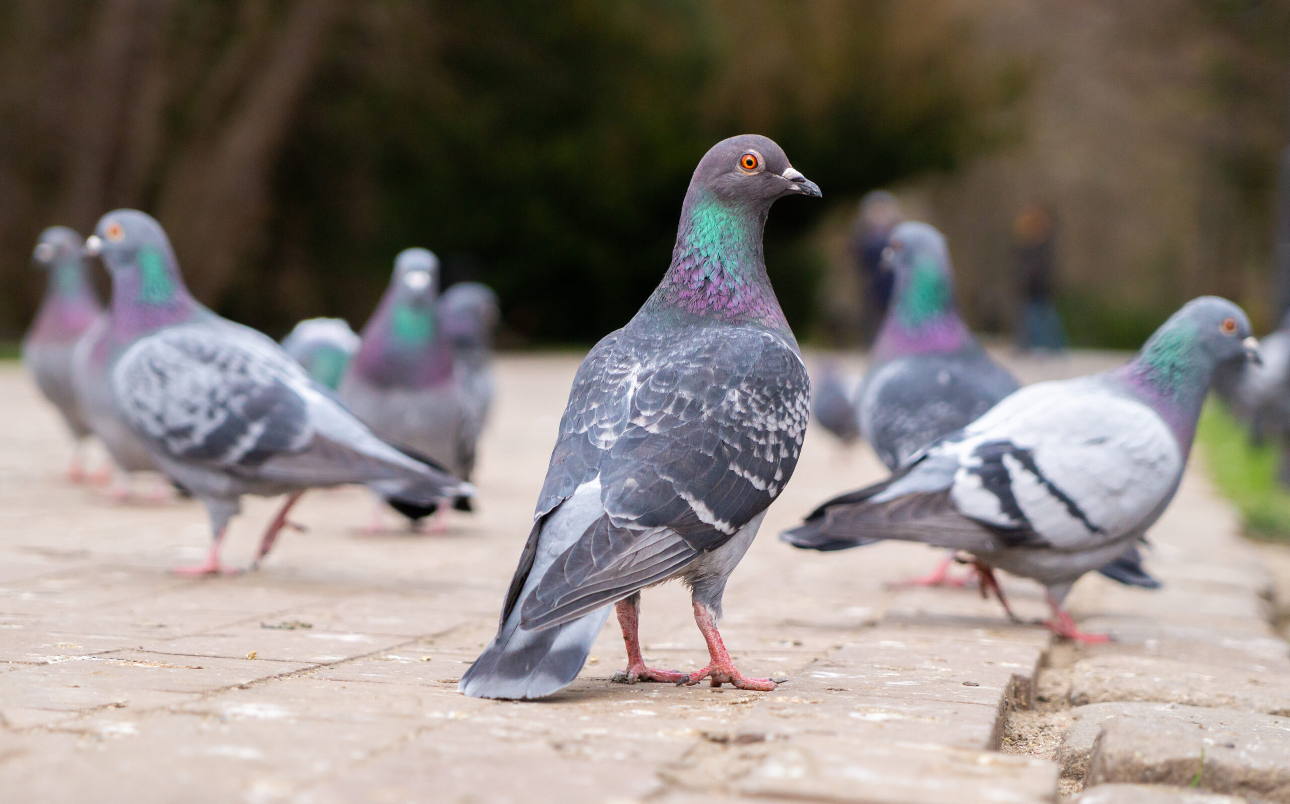 Pigeon activity on a Los Angeles property before cleanup and bird proofing