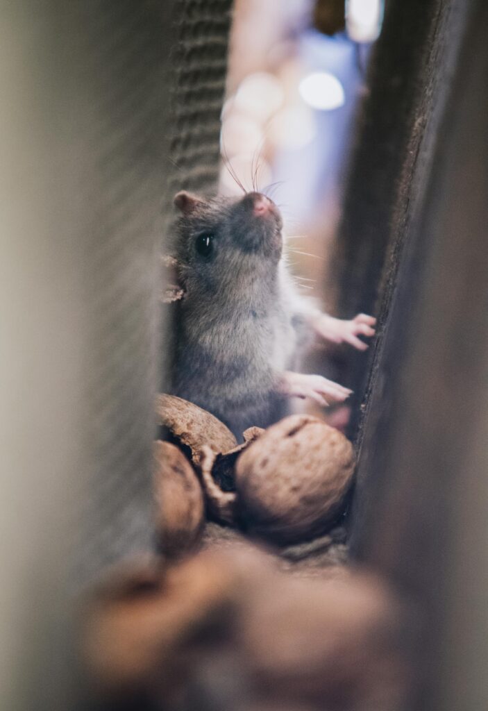 Rodent Removal, Rodent Removal In Los Angeles