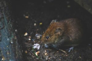 Rodent Removal, Rodent Removal In Los Angeles