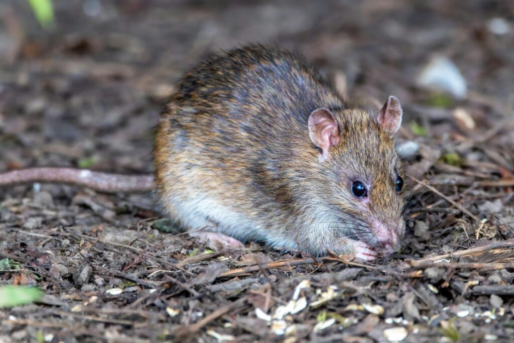 Rat infestation, rat Exterminator In Los Angeles