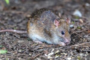 Rat infestation, rat Exterminator In Los Angeles