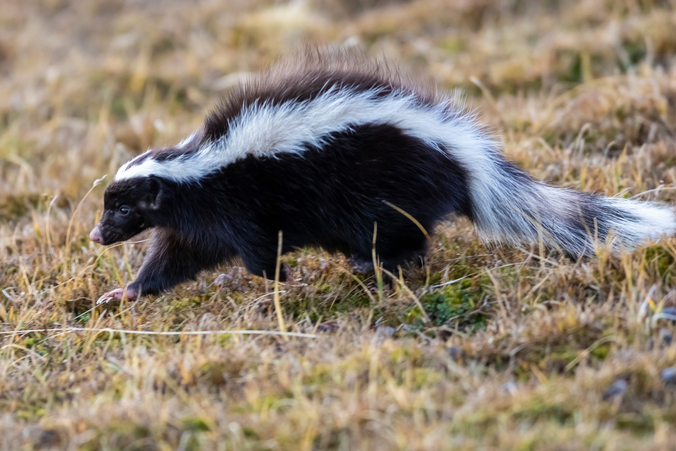 skunk removal los angeles